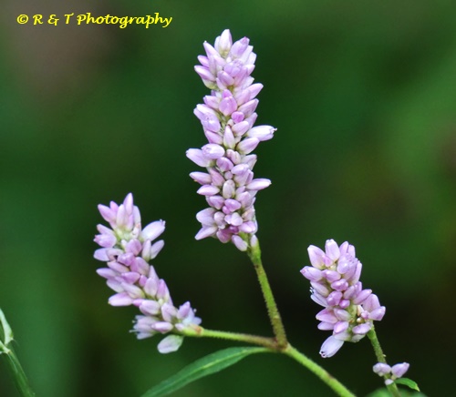 {Persicaria pensylvanica}